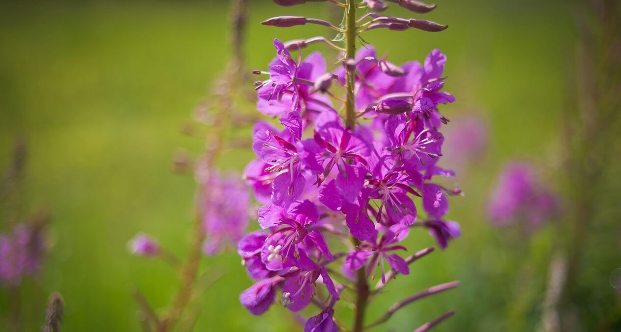 fireweed տղամարդկանց առողջության համար